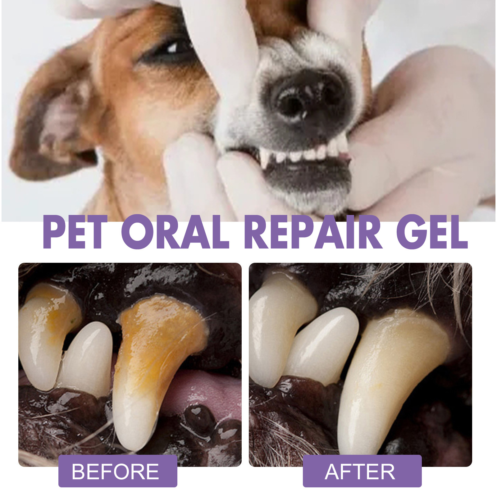 Pet Oral Repair Gel Puppy Tart - Teeth Whitening Singapore 리뷰 및 가격