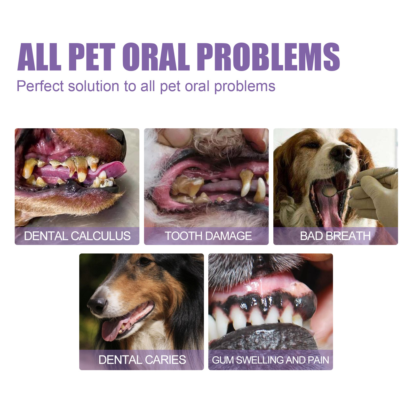 Pet Oral Repair Gel Puppy Tart - Teeth Whitening Singapore 리뷰 및 가격