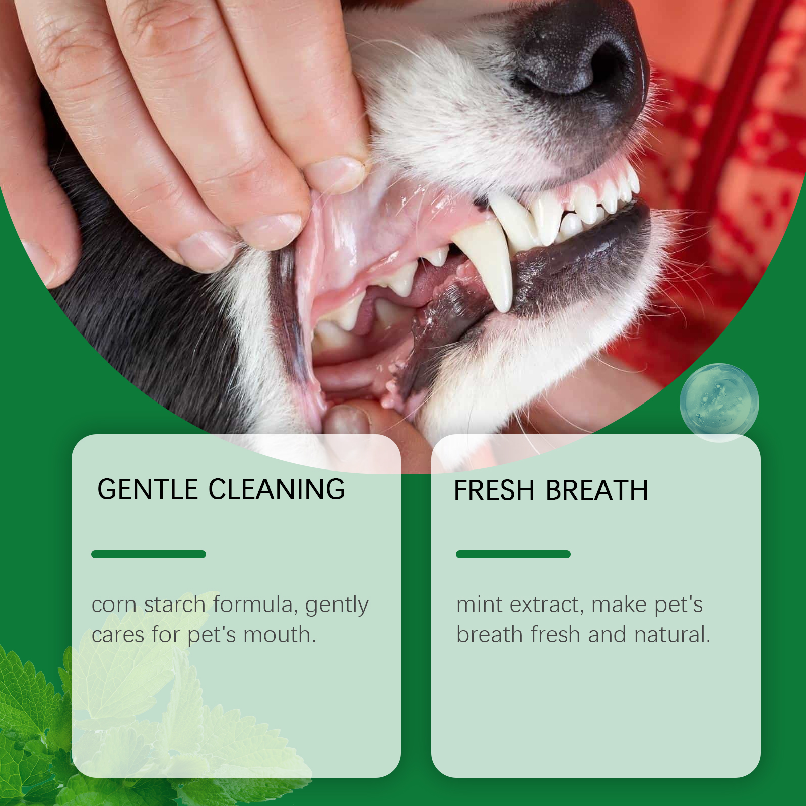 Pet Teeth Cleaning Powder Redu - Teeth Whitening Singapore 리뷰 및 가격